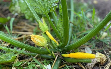 pollinisation des courgettes comment bien faire fleurs jaunes