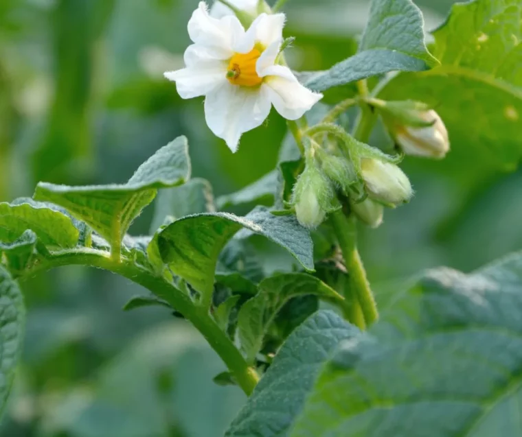 pomme de terre floraison quant ramasser les pommes de terre au potager quel mois