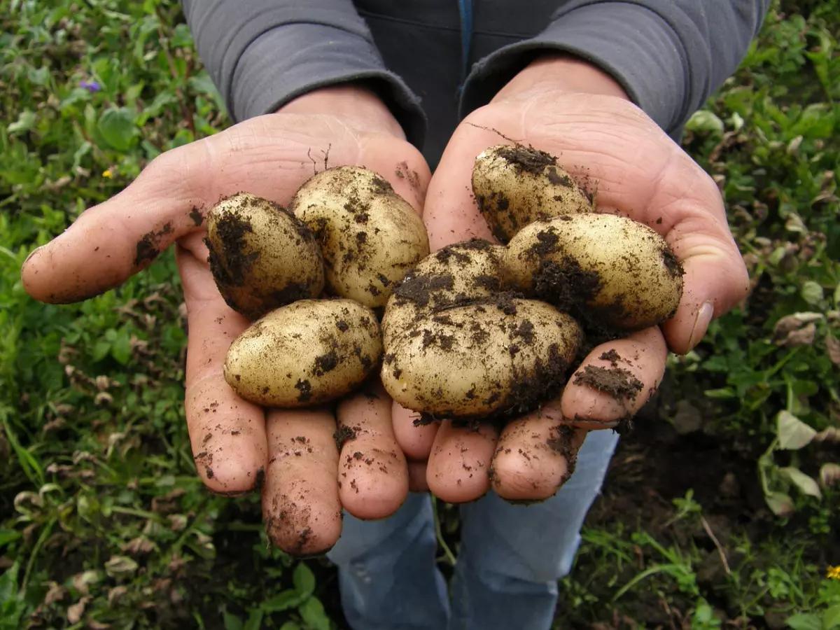 pommes de terre deterres dans les pommes des mains