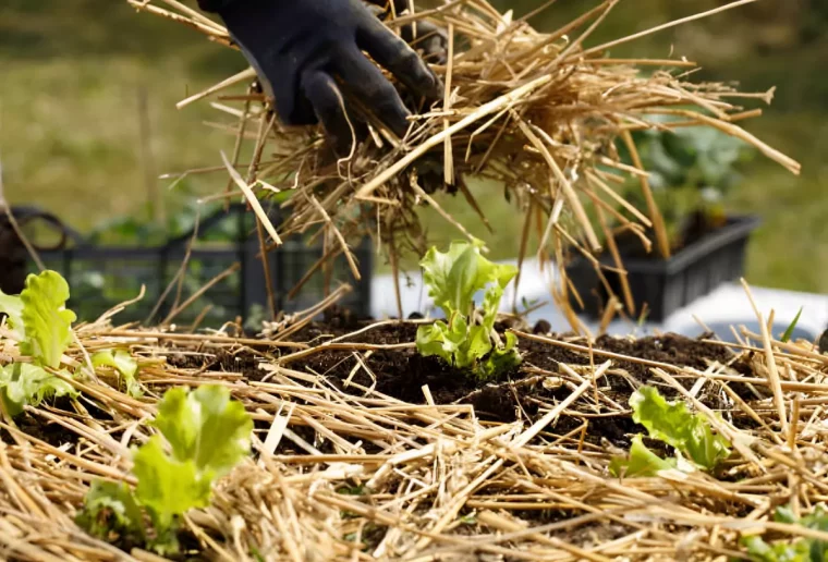 pose d une couche de paille au potager avec de jeunes salades vertes