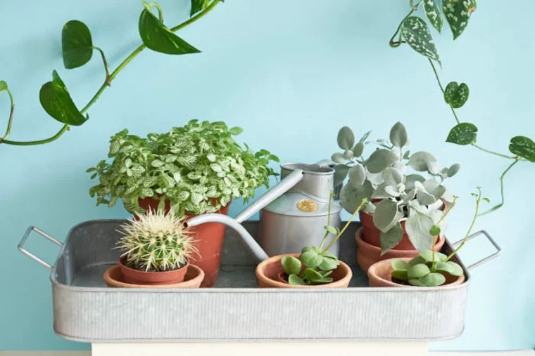 pot de fleurs dans une bascine mur blue