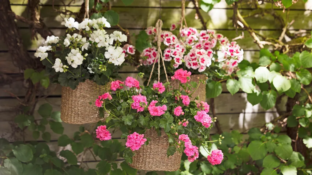 pot suspendu plante fleurs geranium rose feuillage boutons floraux