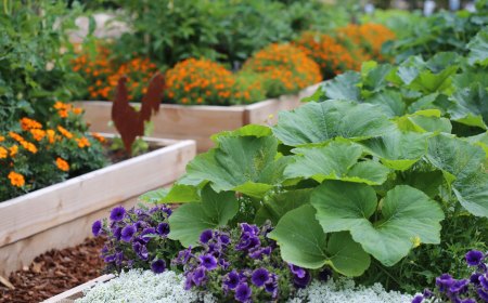 potager de permaculture en bacs sureleves avec des fleurs violettes oranges et blanches