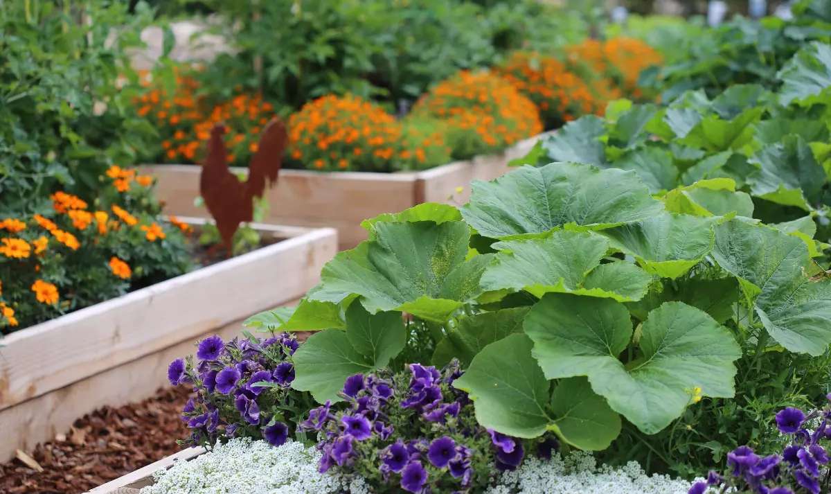 potager de permaculture en bacs sureleves avec des fleurs violettes oranges et blanches