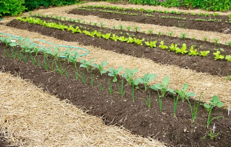 potager legumes plantes paillage avec paille sol cultures