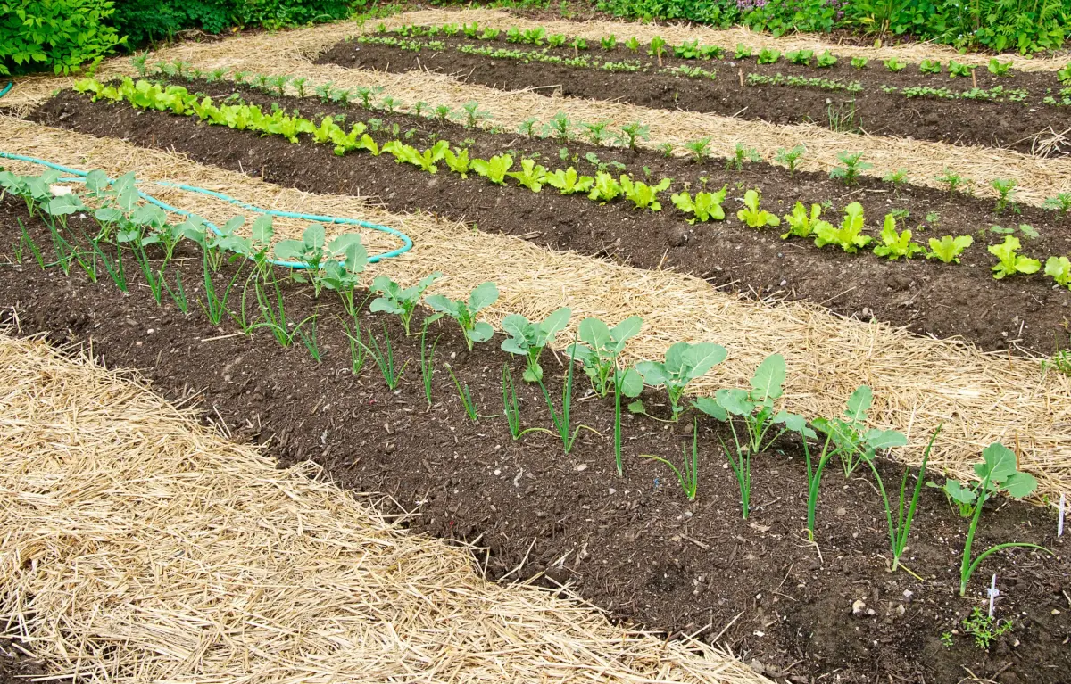 potager legumes plantes paillage avec paille sol cultures