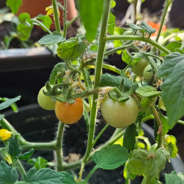 pourquoi arroser les plants de tomates avec du mait