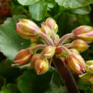 Pourquoi les boutons de géranium jaunissent avant la floraison ? 4 raisons et leurs solutions