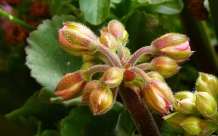 pourquoi les boutons de geranium jaunissent avant la floraison