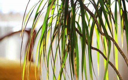 pourquoi les feuilles de mon dracena marginata brunissent