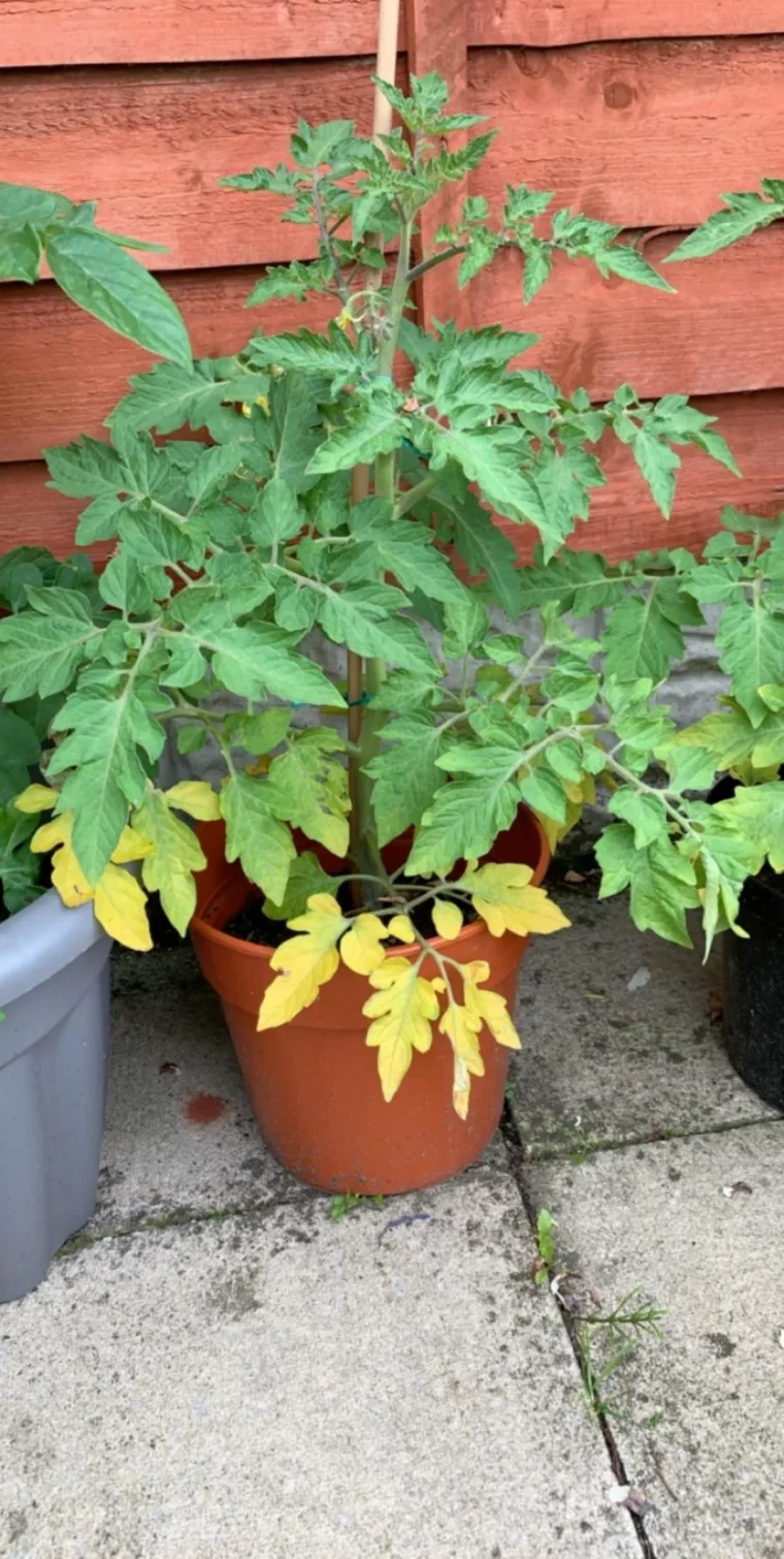 pourquoi les feuilles du bas des tomates jaunissent reponse detaillee