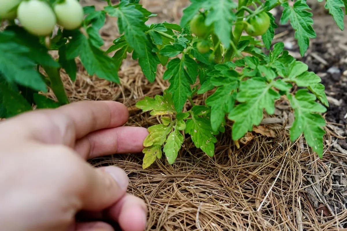Pourquoi les feuilles du bas des tomates jaunissent et comment y remédier ? Voici le guide complet