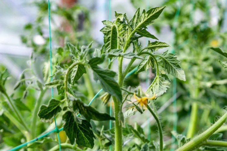 pourquoi mes tomates ne fleurissent pas causes et remedes