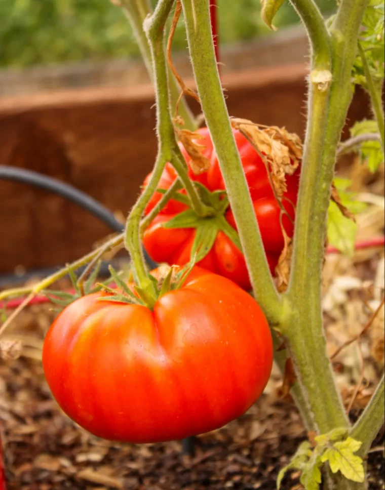 pourquoi mes tomates ne rougissent pas et comment les faire murir