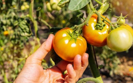 pourquoi mes tomates ne rougissent pas plusieurs raisons guide potager