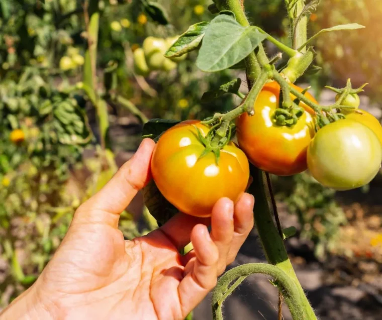 pourquoi mes tomates ne rougissent pas plusieurs raisons guide potager