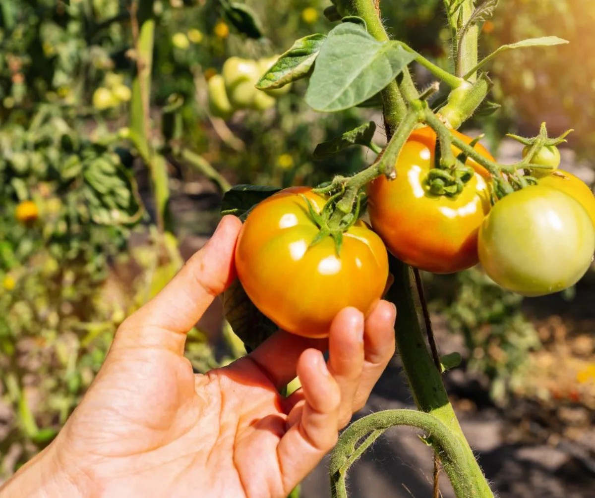 pourquoi mes tomates ne rougissent pas plusieurs raisons guide potager