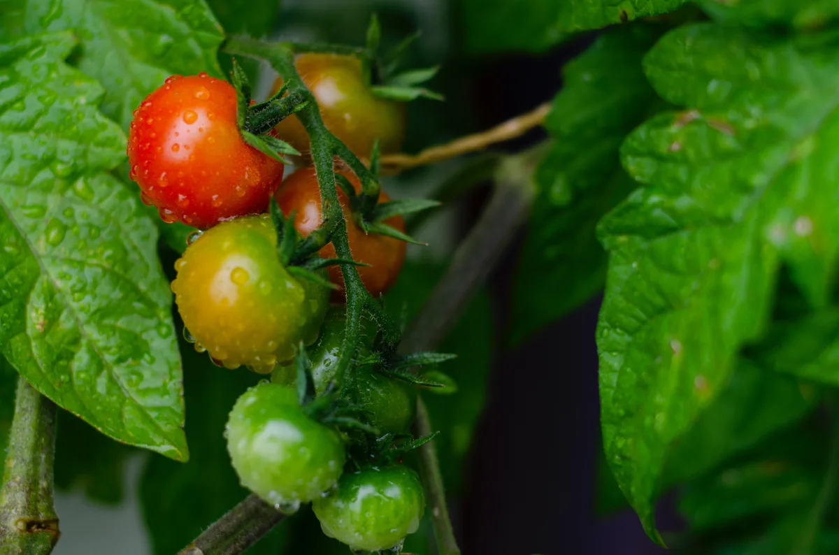 pourquoi mes tomates ne rougissent pas variété de tomate qui murit vite tomates cerises