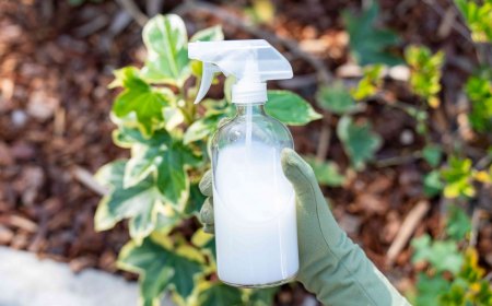 pourquoi mettre du mait au pied des tomates vaporisateur