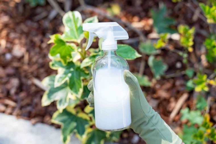 pourquoi mettre du mait au pied des tomates vaporisateur