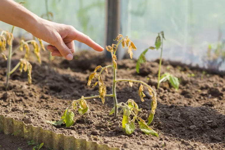 pourquoi mon plant de tomates meurt reponse