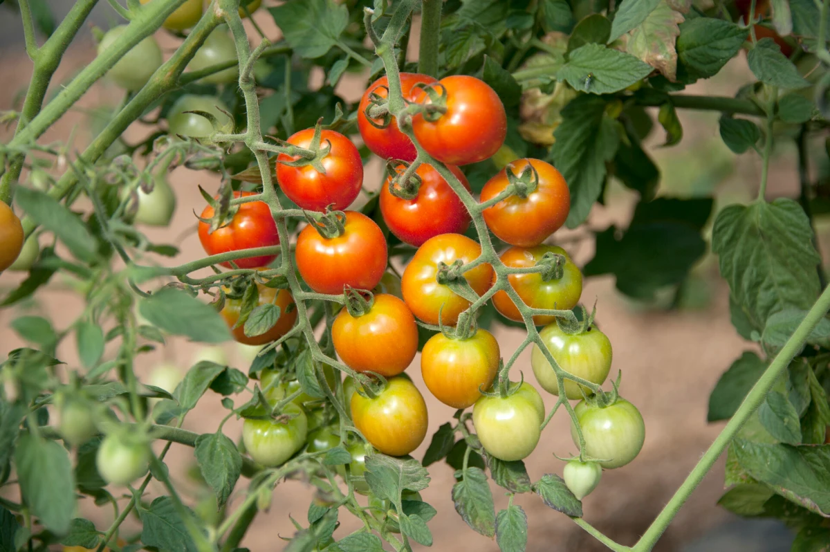 pourquoi tailler les pieds de tomates fruits rouges