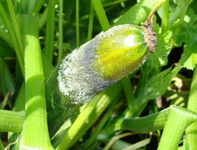 pourriture grise des courgette fruit endommage tiges vertes