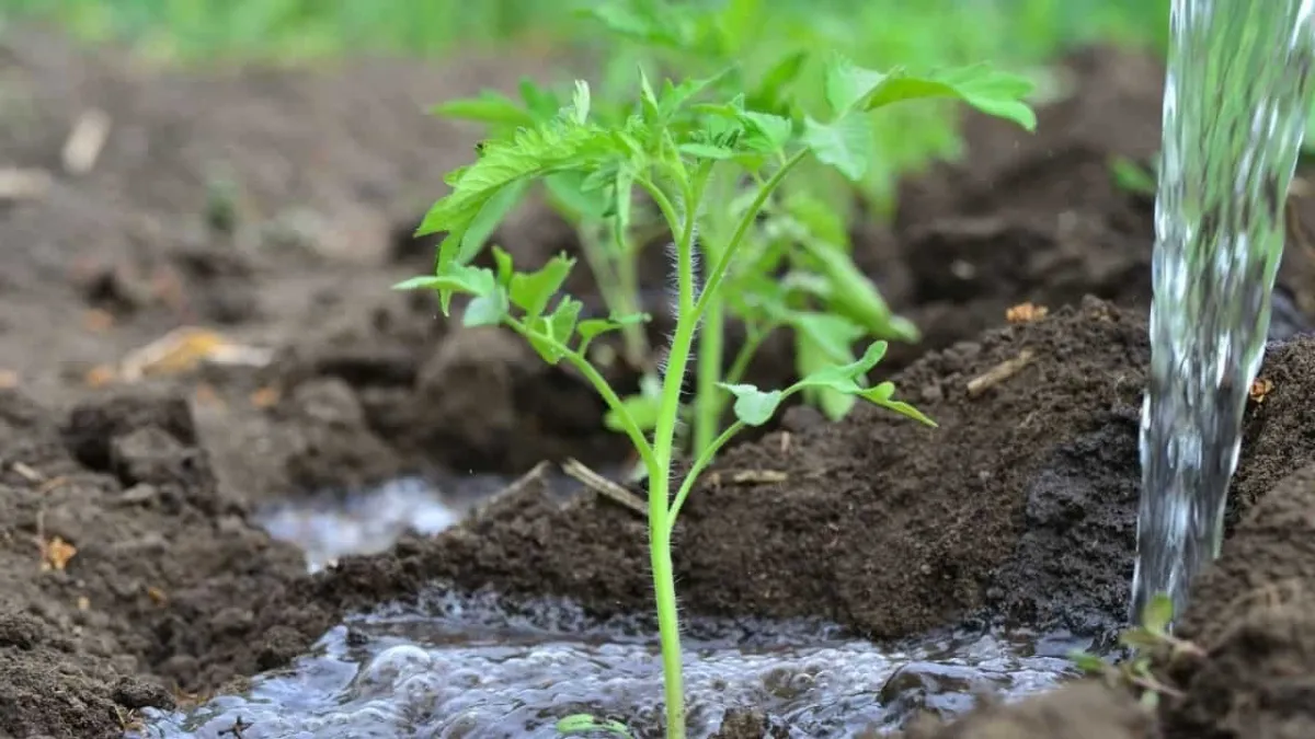 pousse jeune plante tomate feuilles vertes eau arrosage sol humide