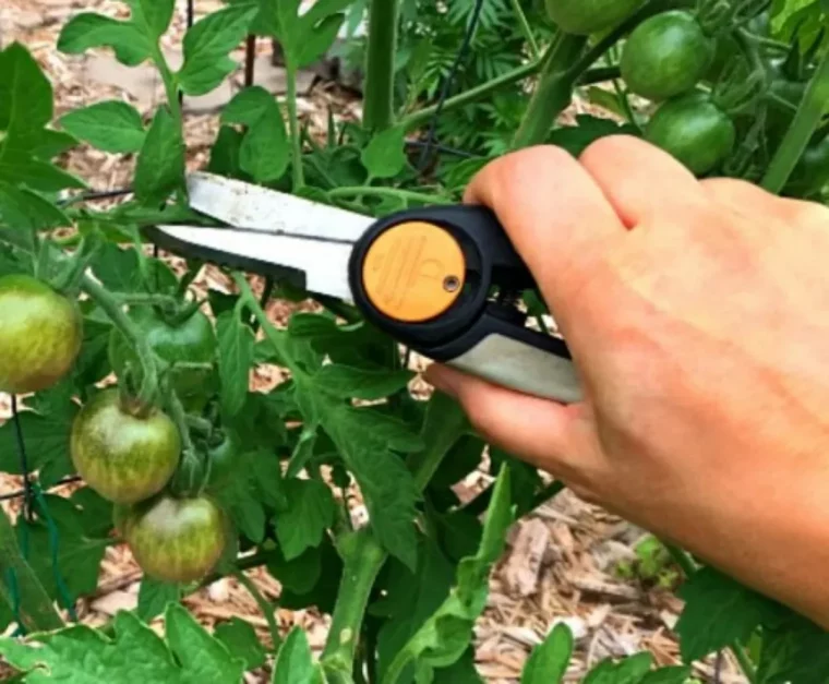 premiere taille des tomates quand comment et pourquoi