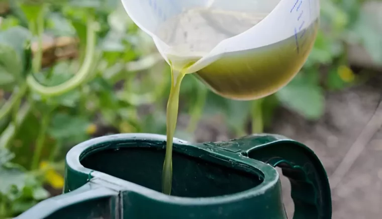 preparation d engrais liquide pour les plantes vertes