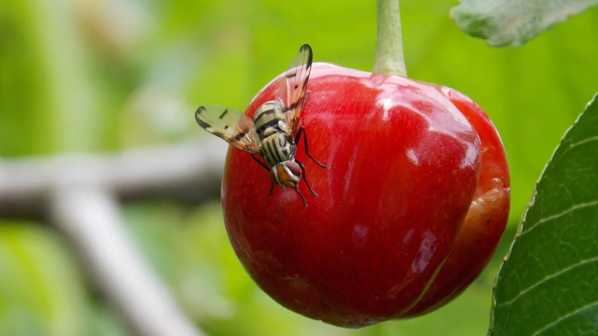 prevention mouches cerises insectes fruit rouge arbre fruitiers jardin
