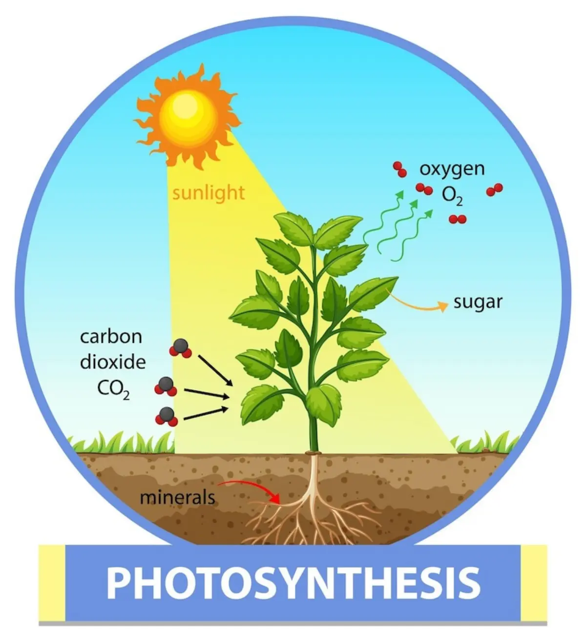 processus photosynthese croissance plante nutriments environnement conditions tomate culture