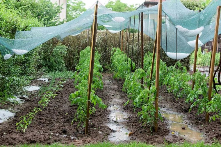 protection des legumes dans le potager contre la grele