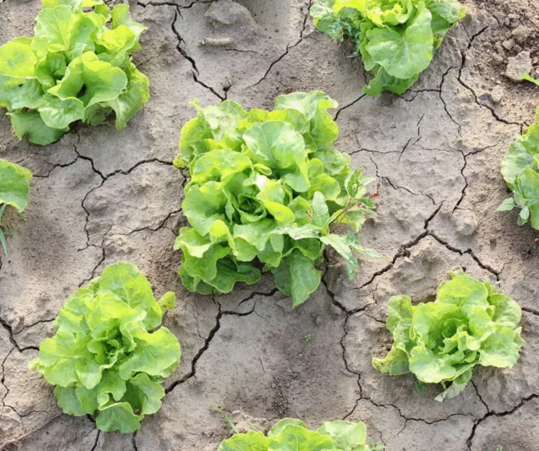 protection des salades contre la sécheresse comment abreuver les salades