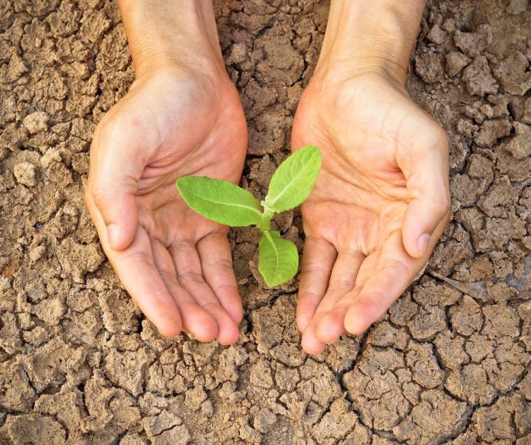 proteger les plantes contre la secheresse astuces de grand mere contre choc thermique