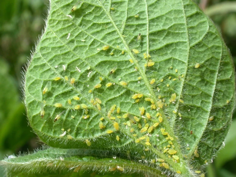 pucerons sur les courgettes traitement et prevention