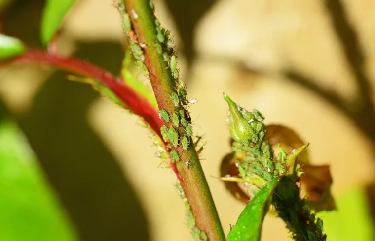 pucerons sur une plante d interieur que faire