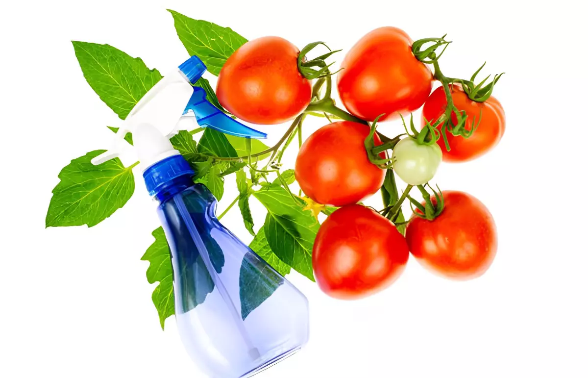 pulverisateur avec des tomates rouges sur branche avec ses feuilles sur fond blanc