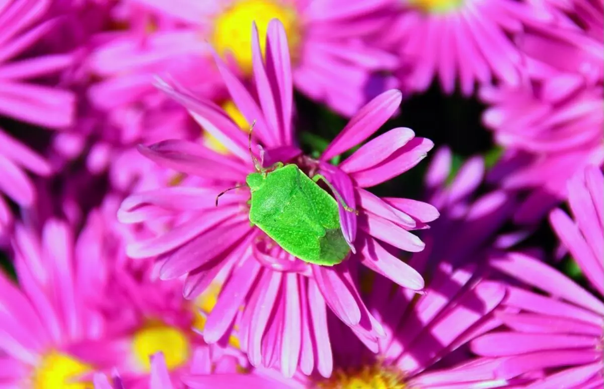 punaise verte en contraste avec des fleurs de couleurs fuchsia