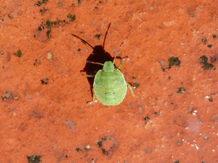 punaise verte et son ombre en contraste avec le fond de la terre rouge