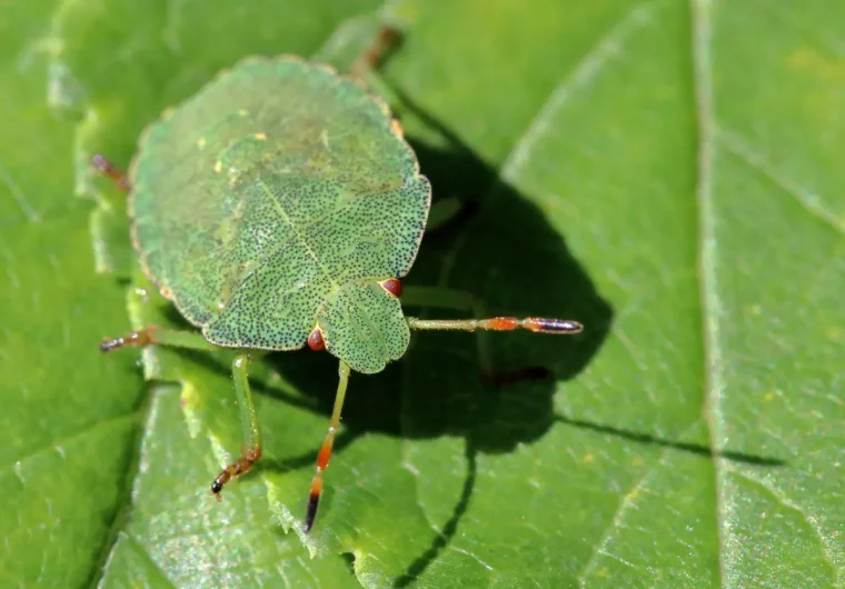 punaise verte sur feuille verte se fond dans l environnement