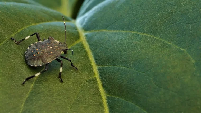 punaise verte teintee de vert fonce sur une feuille verte