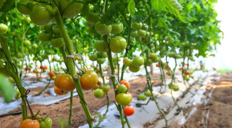 quand et comment arroser les plants de tomates