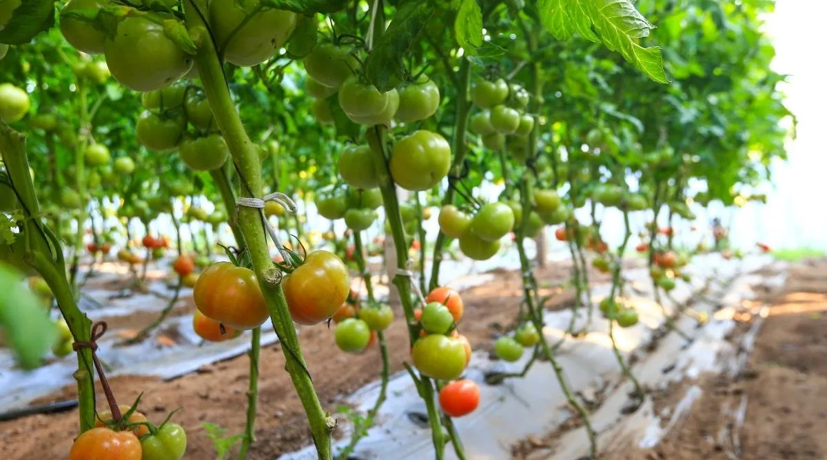 quand et comment arroser les plants de tomates comment augmenter le rendement des tomates