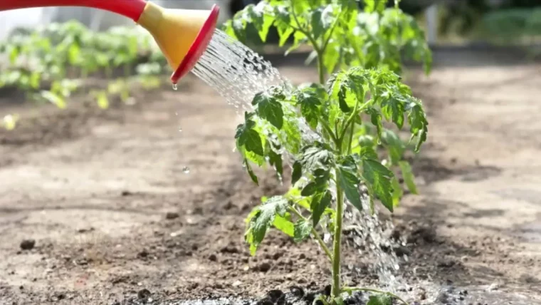 quand et comment arroser les tomates en juin