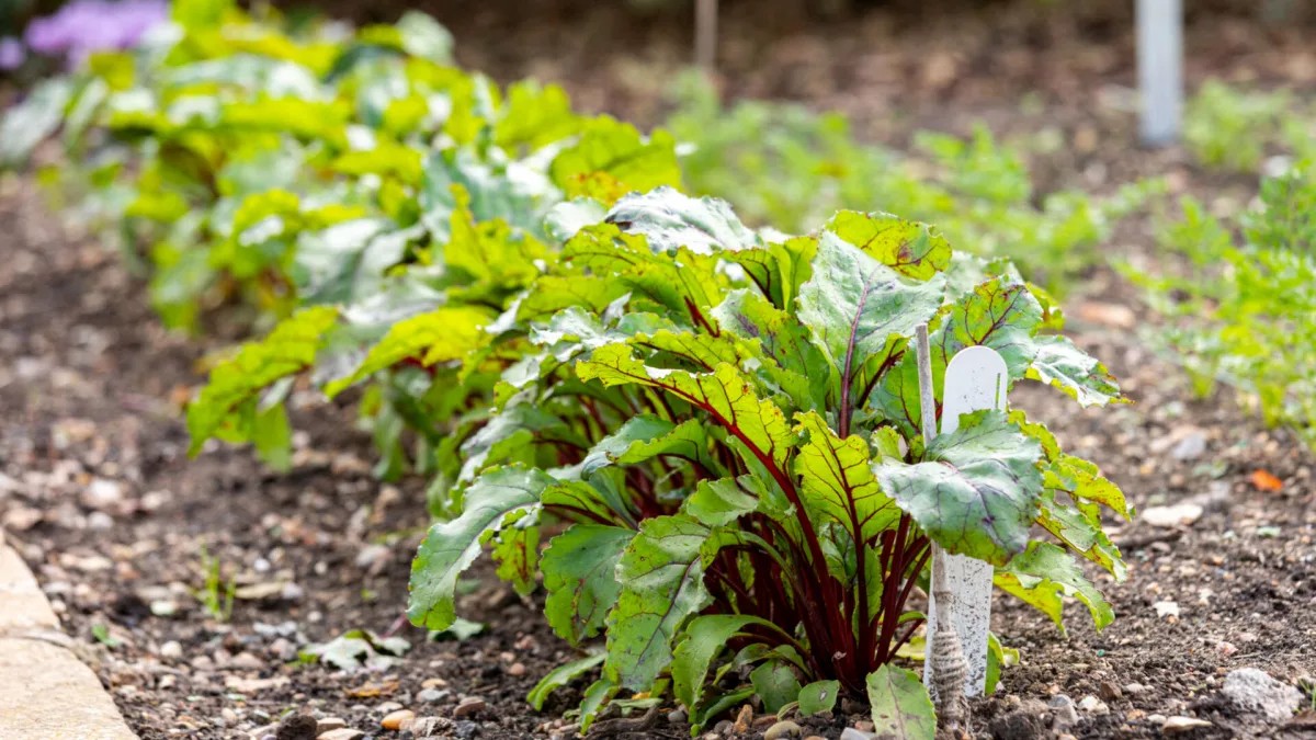Comment réussir la plantation de betteraves ? Semis, plantation, emplacement, arrosage