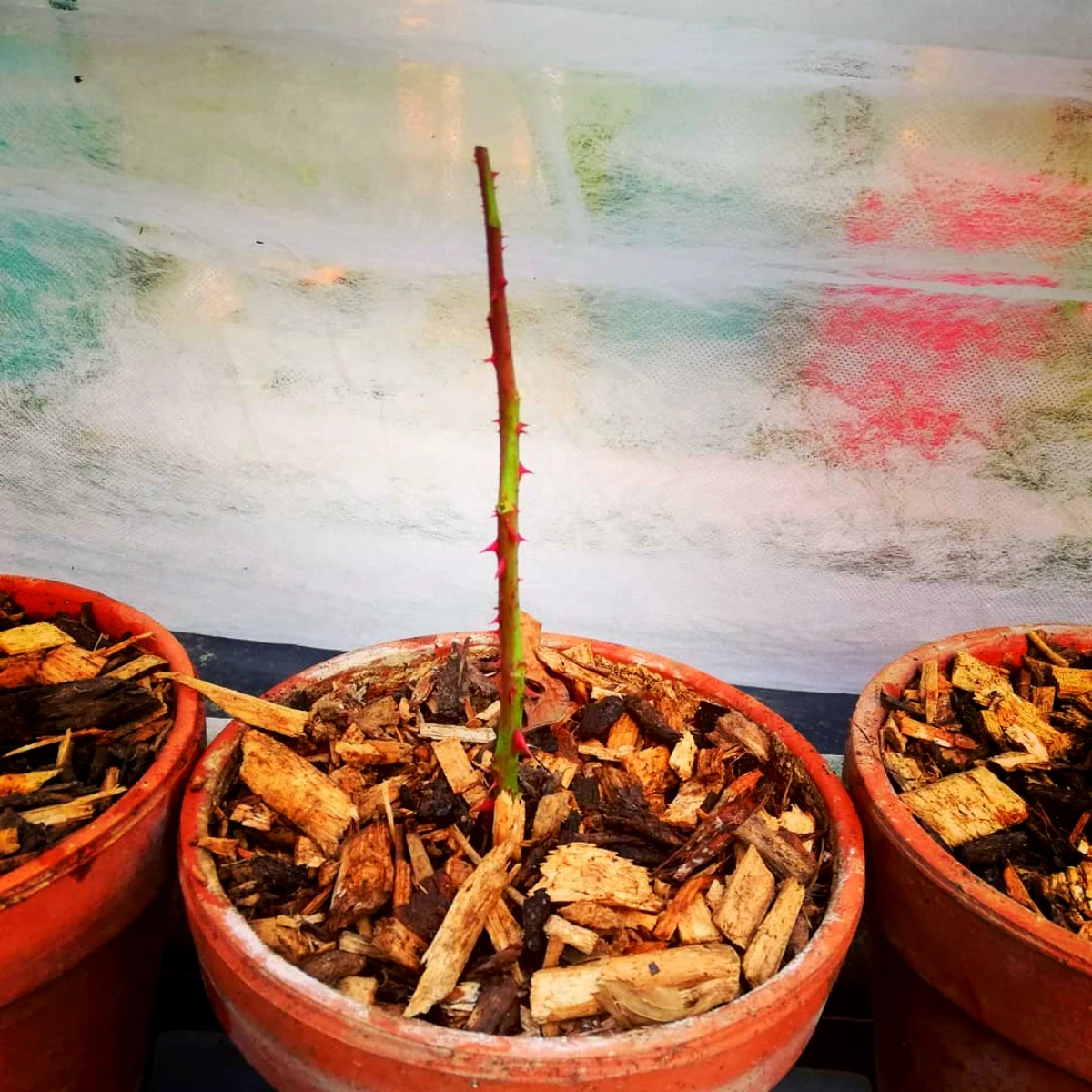 quand faire une bouture de rosier pot avec des copeaux de bois