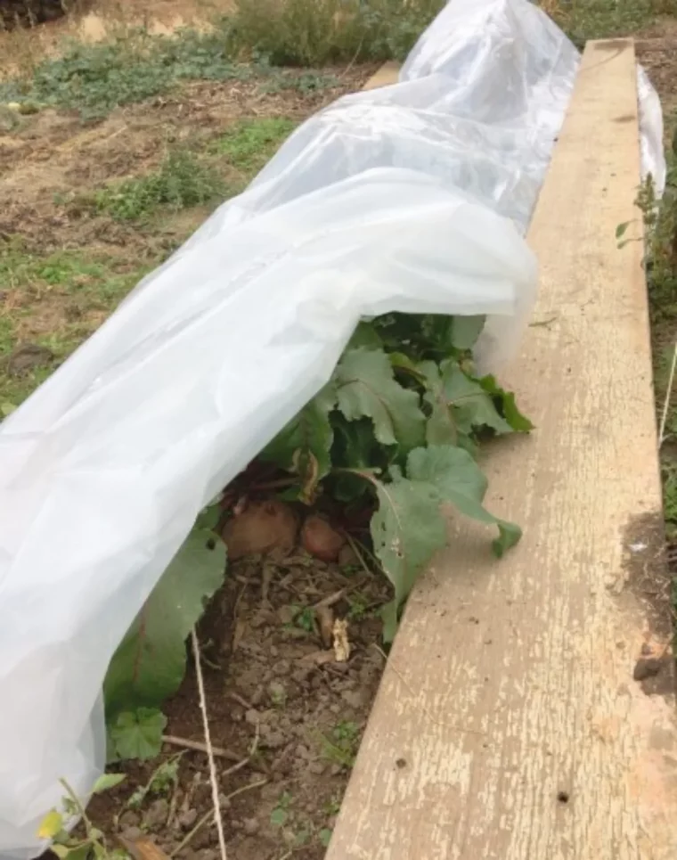 quand faut il couvrir les legumes avec des baches