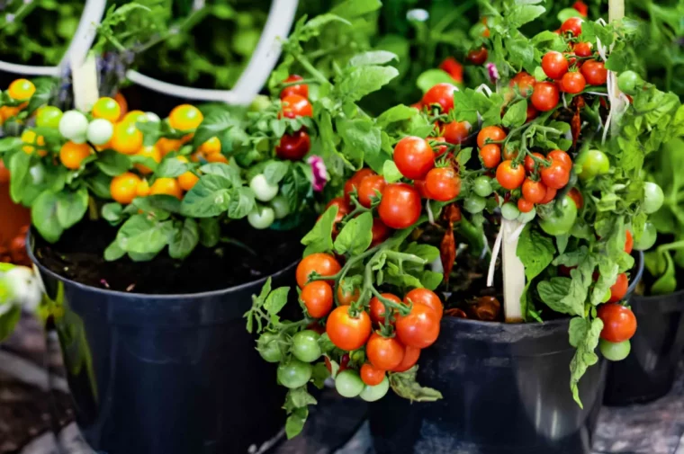 quand faut il rentrer les tomates cultivees en pots