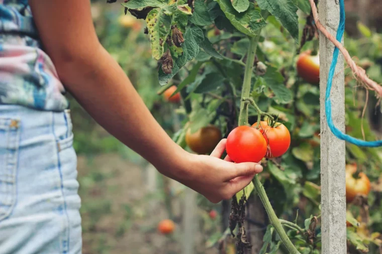 quand peut on recolter les tomates en 2023